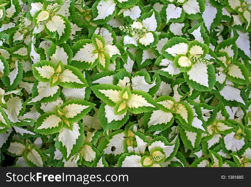 Green Leaves