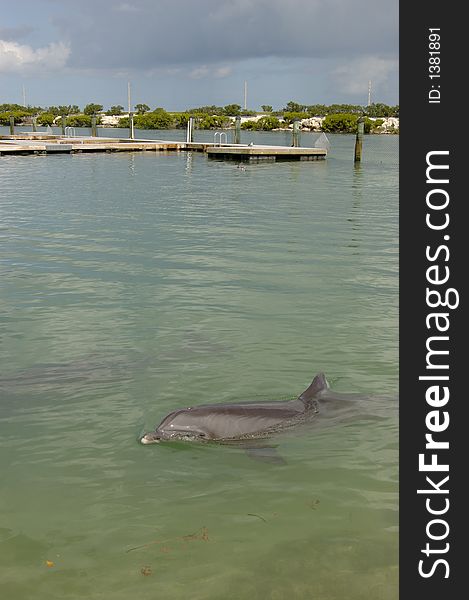 Bottlenose Dolphin Swimming in the Florida Keys. Bottlenose Dolphin Swimming in the Florida Keys