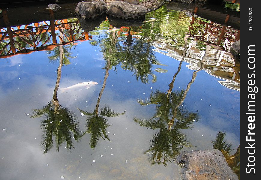 Reflection of palm trees in a gold fish pond. Reflection of palm trees in a gold fish pond