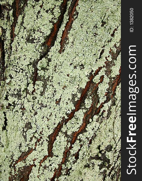 Lichen on a tree trunk. Lichen on a tree trunk