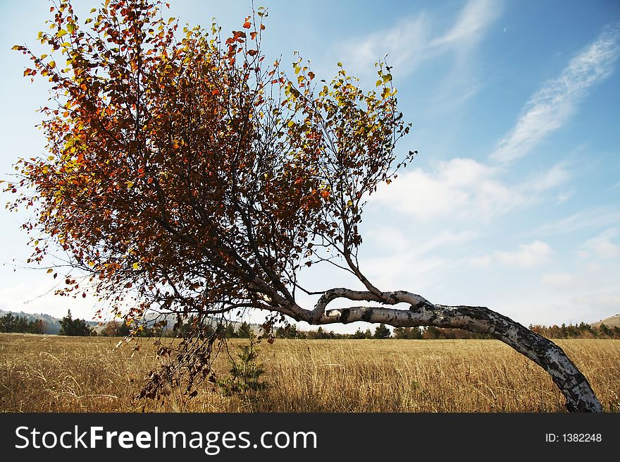 Autumn birch on the grassland