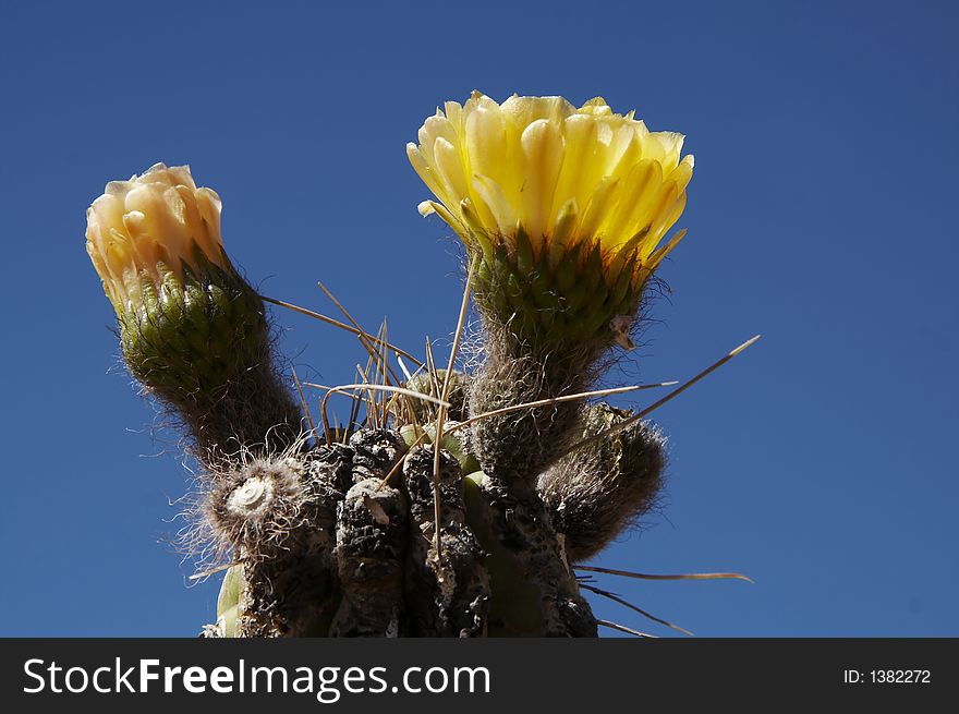 Cactus Flowers