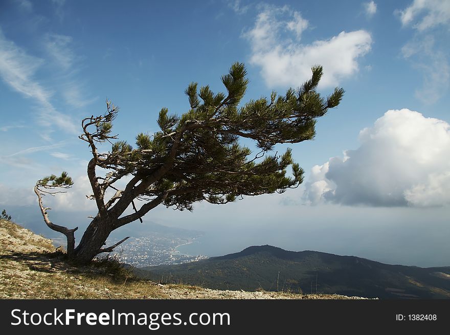 Alone pine in the Crimea mountain. Alone pine in the Crimea mountain