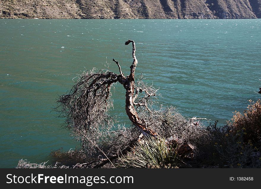 Alone tree on the mountain lake