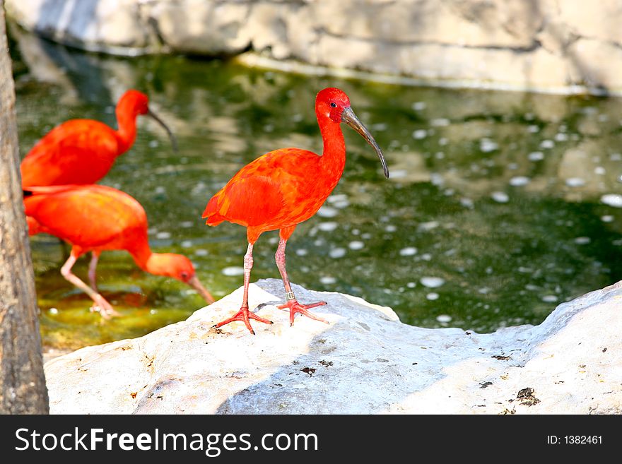 Three unique red feather birds next to a pond. Three unique red feather birds next to a pond