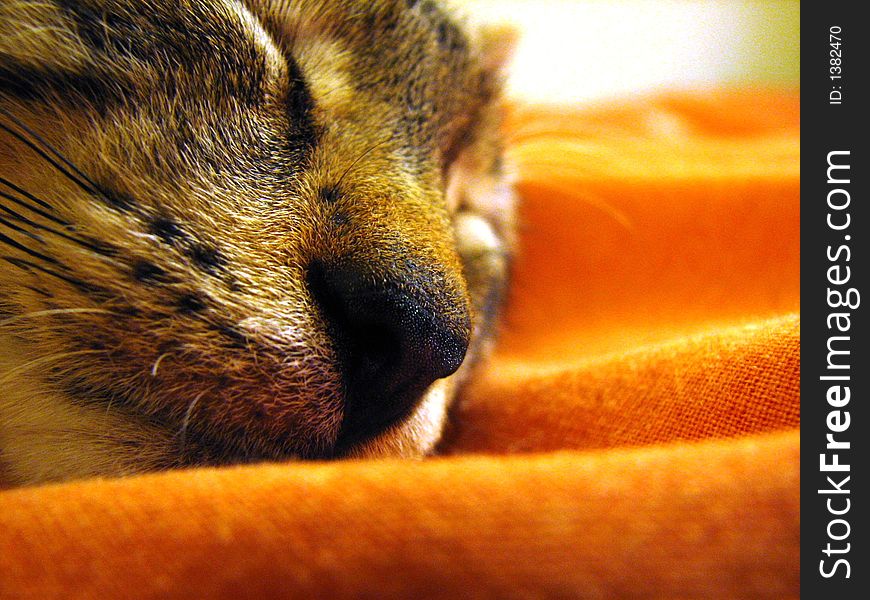 Detail of striped kitten taking a nap in orange sheets. Detail of striped kitten taking a nap in orange sheets