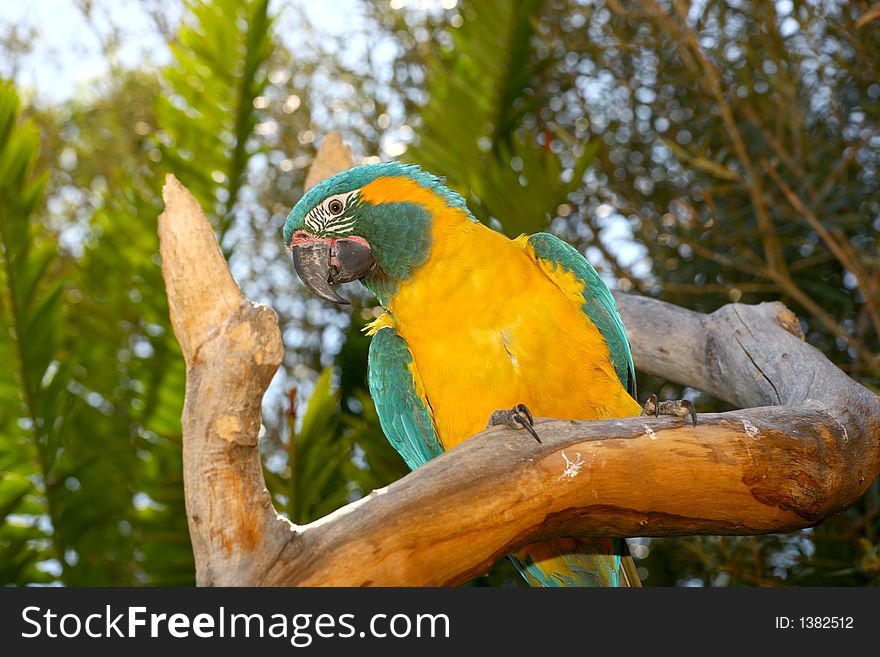 Yellow and green parrot sitting in a tree outside. Yellow and green parrot sitting in a tree outside