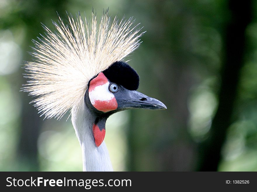 A crowned crane is staring with mistrust. A crowned crane is staring with mistrust.