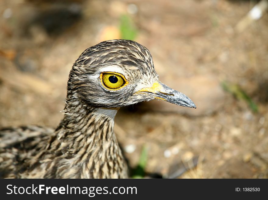 A brown and black bird with bright yellow eyes. A brown and black bird with bright yellow eyes