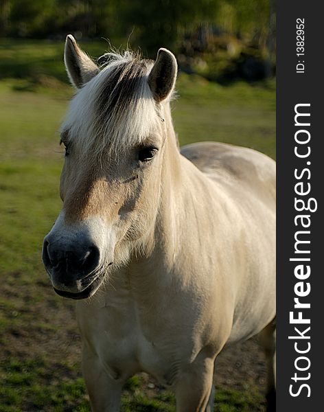 Horse at the grassland in Norway.