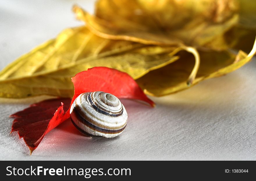 Shell and leaves 2