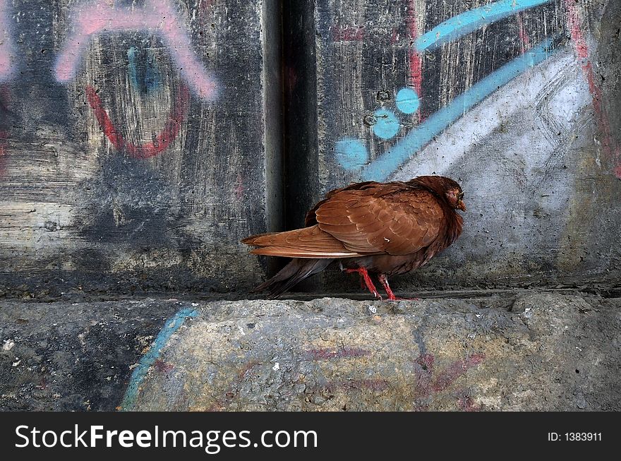 The pigeon under the bridge. The pigeon under the bridge