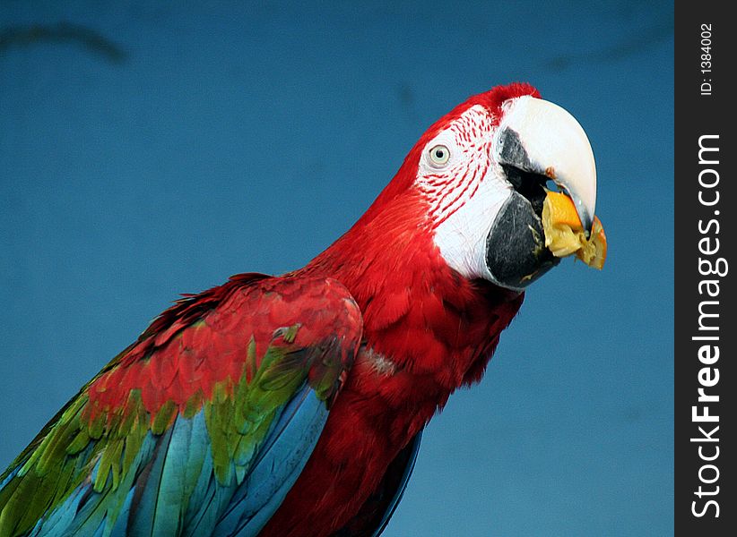 Portrait of Red-fronted Macaw. Portrait of Red-fronted Macaw