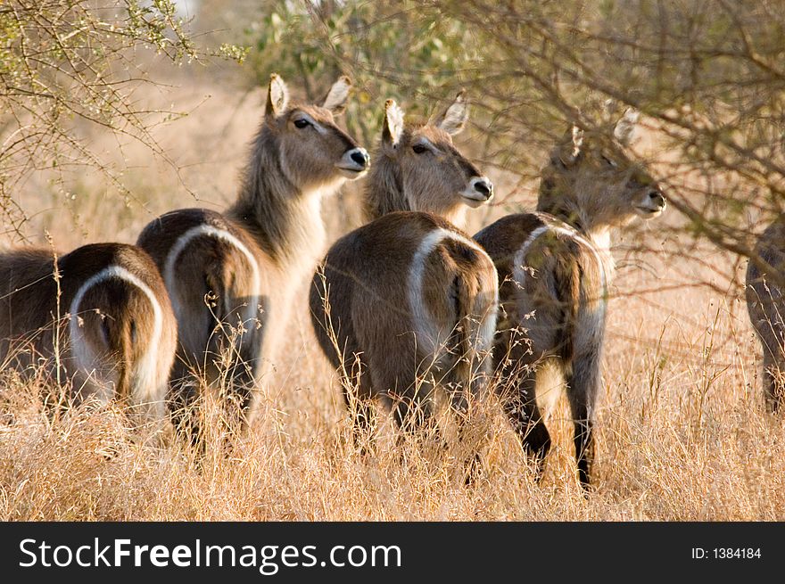 Waterbuck in the Kruger Park, Characterised by the circles around there bottoms.