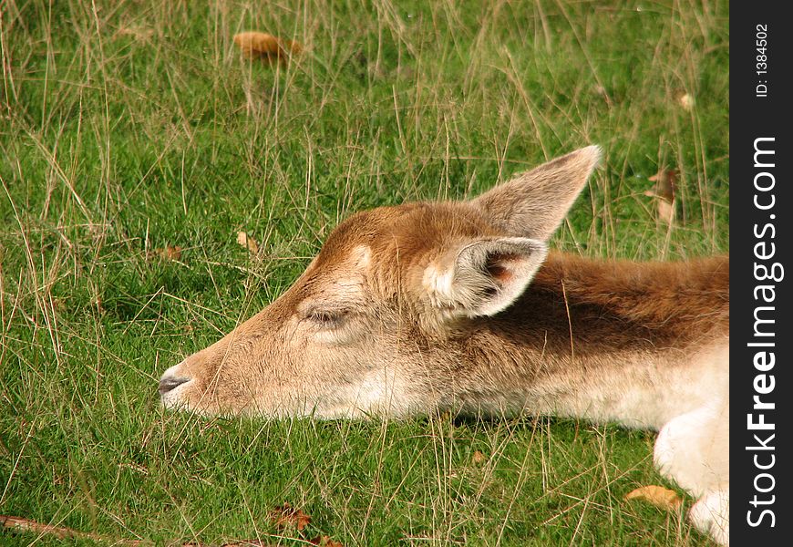Deer sleeping in a field of grass