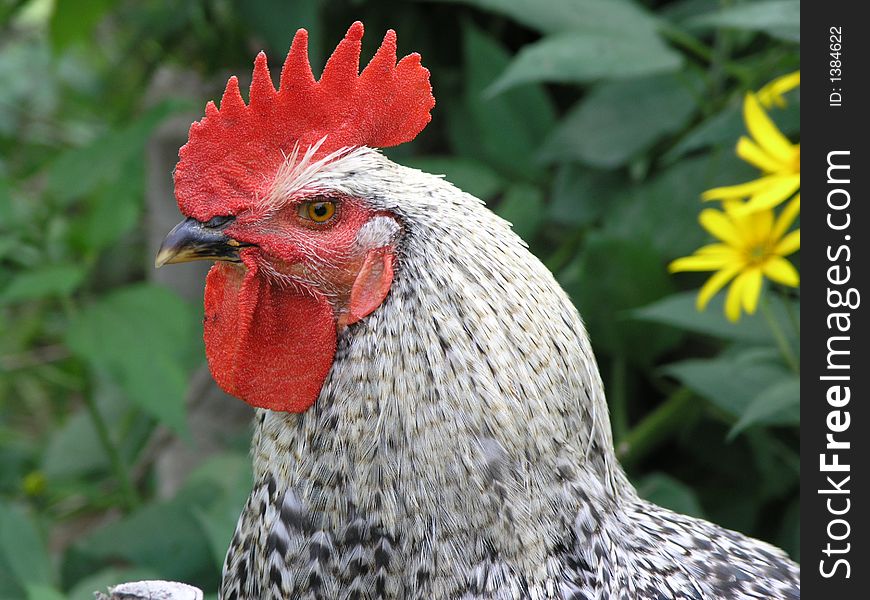 The Cock with red crest