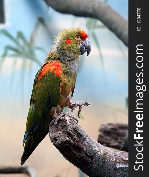 Portrait of Green-winged Macaw. Portrait of Green-winged Macaw