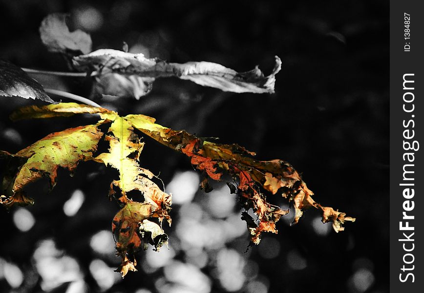 Leaf during seasonal change from Summer to Autumn. Leaf during seasonal change from Summer to Autumn