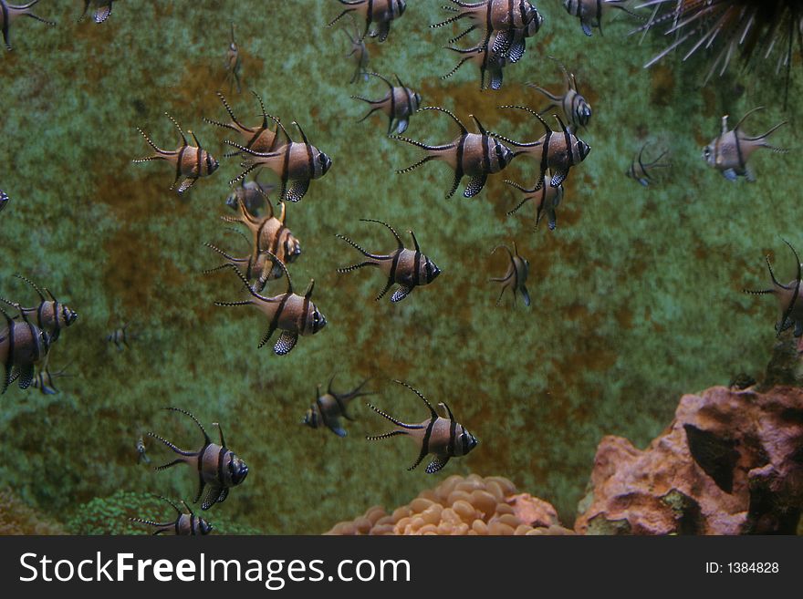 Group of fishes in a sea water aquarium