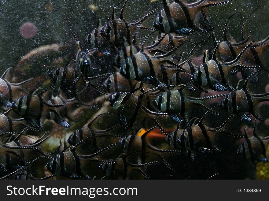 Group of fishes in an sea water aquarium