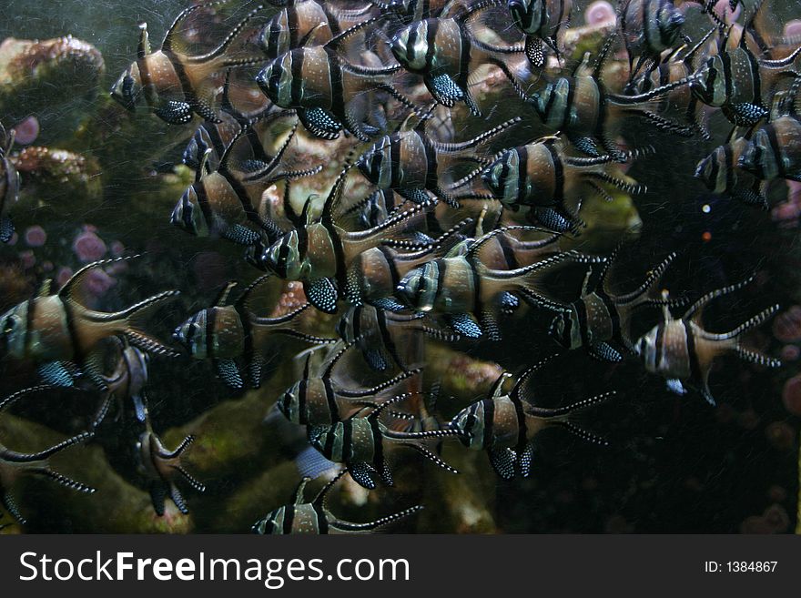Cluster of fishes in an aquarium. Cluster of fishes in an aquarium