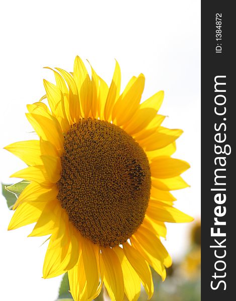 Outdoor yellow beauty sunflowers background