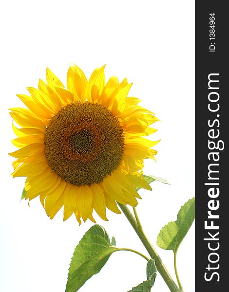 Outdoor yellow beauty sunflowers background