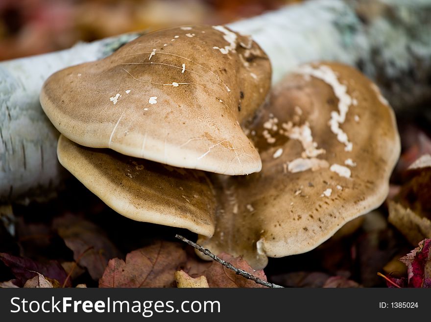 Wild Mushrooms and Foliage