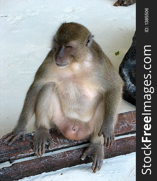 Monkey sitting on the beach at one of the Andaman Sea Islands. Monkey sitting on the beach at one of the Andaman Sea Islands.