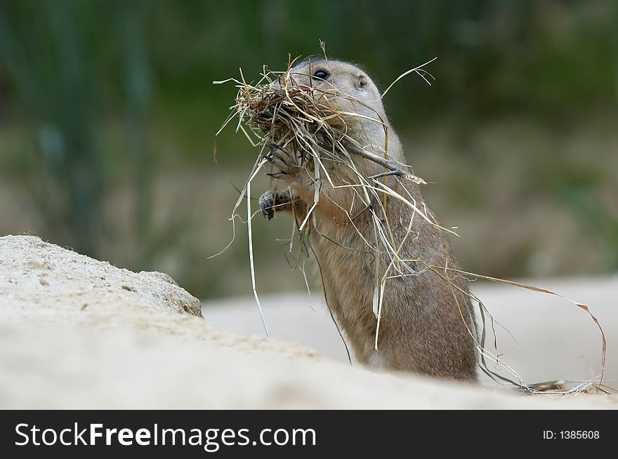 Close-up of a cute prairie dog