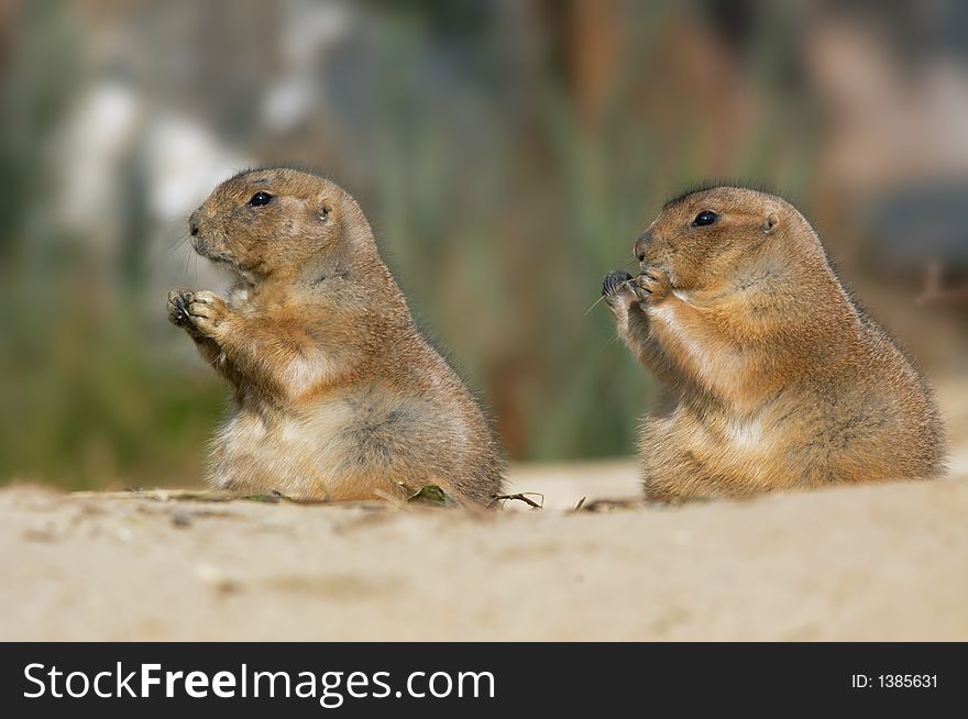 Close-up of a cute prairie dog