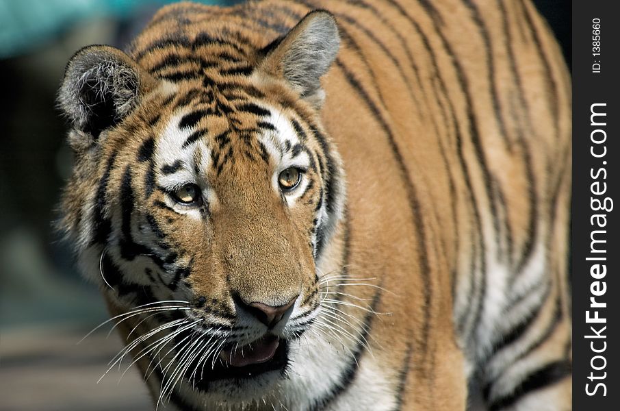 Close-up of a beautiful tiger