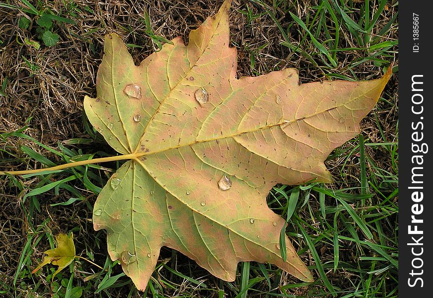 Beautiful subtle fall color captured Fall 2005 in Bluefield, WV. Beautiful subtle fall color captured Fall 2005 in Bluefield, WV.