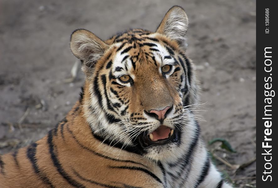 Close-up of a beautiful tiger