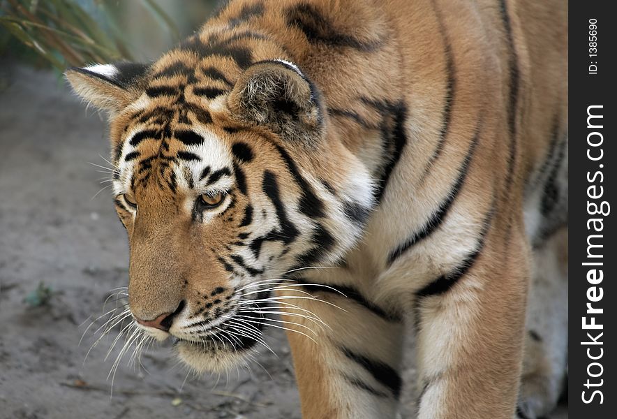 Close-up of a beautiful tiger