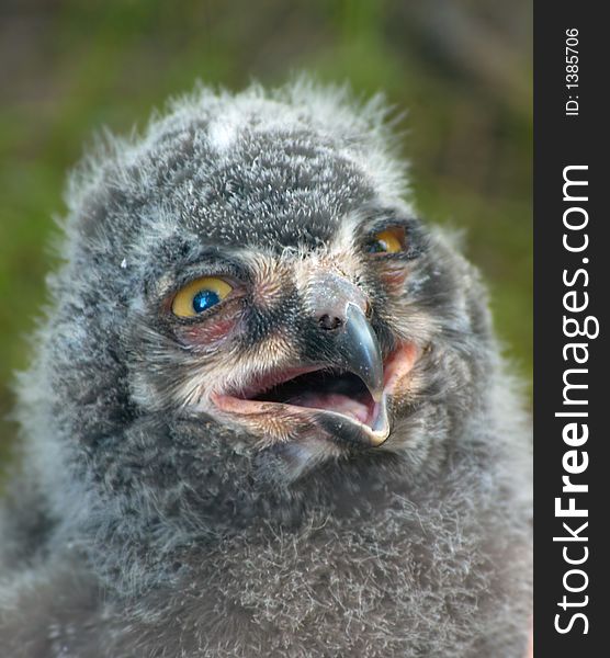 Close-up of a cute baby owl