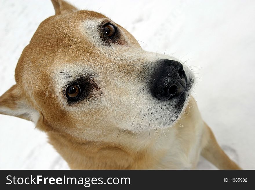 Owner less and frozen dog on a snow. Owner less and frozen dog on a snow