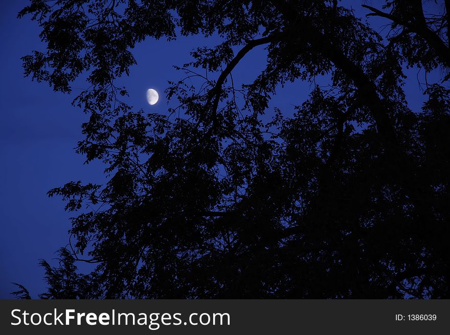 A tree framed moon in a blue sky. A tree framed moon in a blue sky.