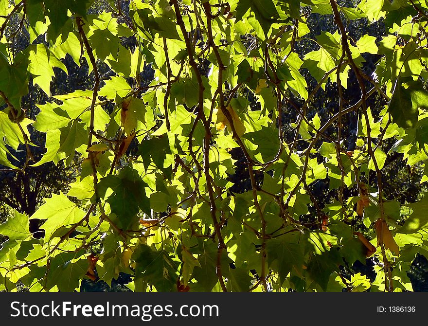 Sunny tree leaves for background