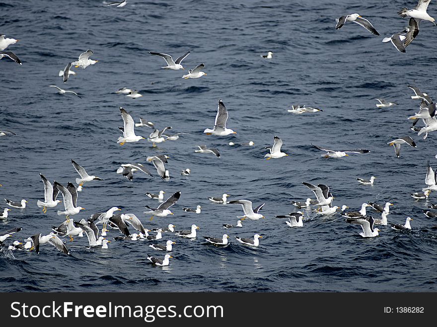 Picture of seagulls flying over sea level..