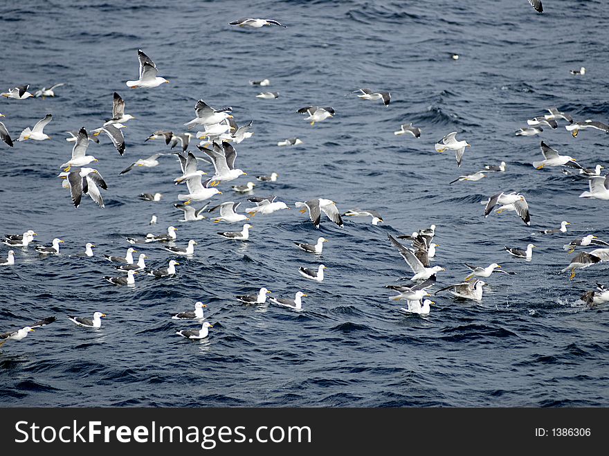 Picture of seagulls flying over sea level..