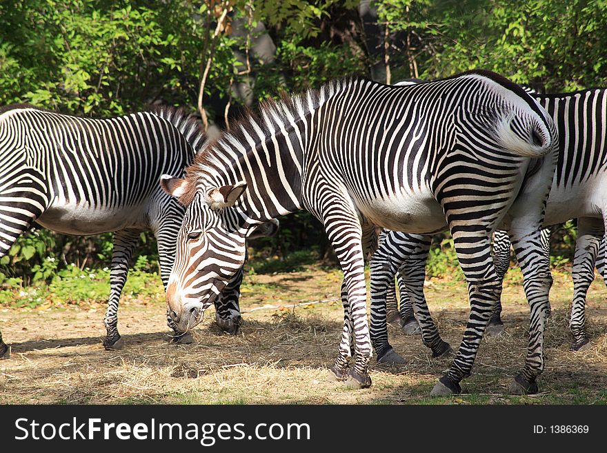 Zebra on the plains of africa