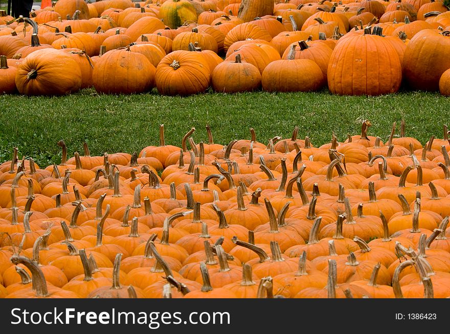 Autumn, fall decoration at pumpkin patch  with large and small pumpkins. Autumn, fall decoration at pumpkin patch  with large and small pumpkins