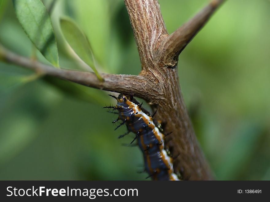 A macro shot of a small caterpillar crawling up a bush.