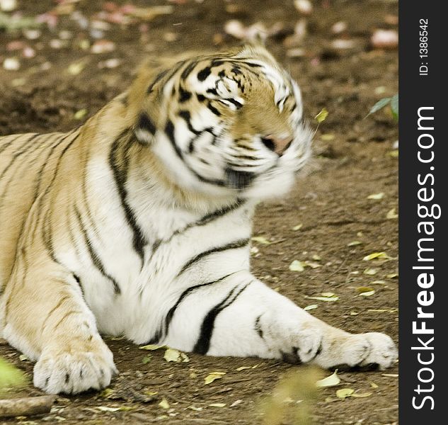 Benga; Tiger shaking his head after playtime.(Captive Setting). Benga; Tiger shaking his head after playtime.(Captive Setting)
