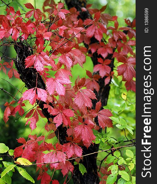 Red leaves in the fall right after a rain. Red leaves in the fall right after a rain.