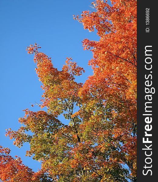 Orange Leaves Against a Blue Sky in Autumn. Orange Leaves Against a Blue Sky in Autumn