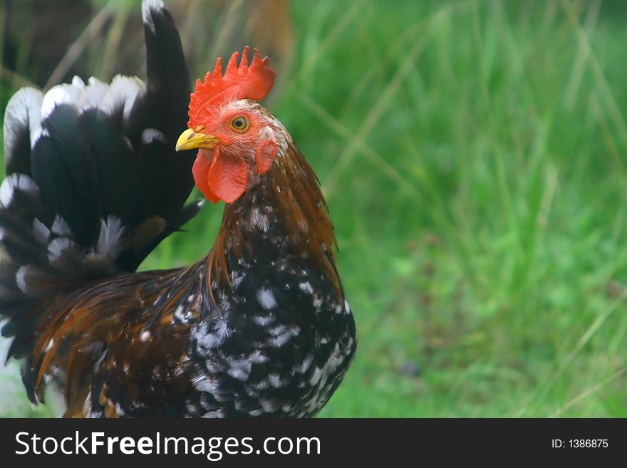 A wild rooster on the lookout