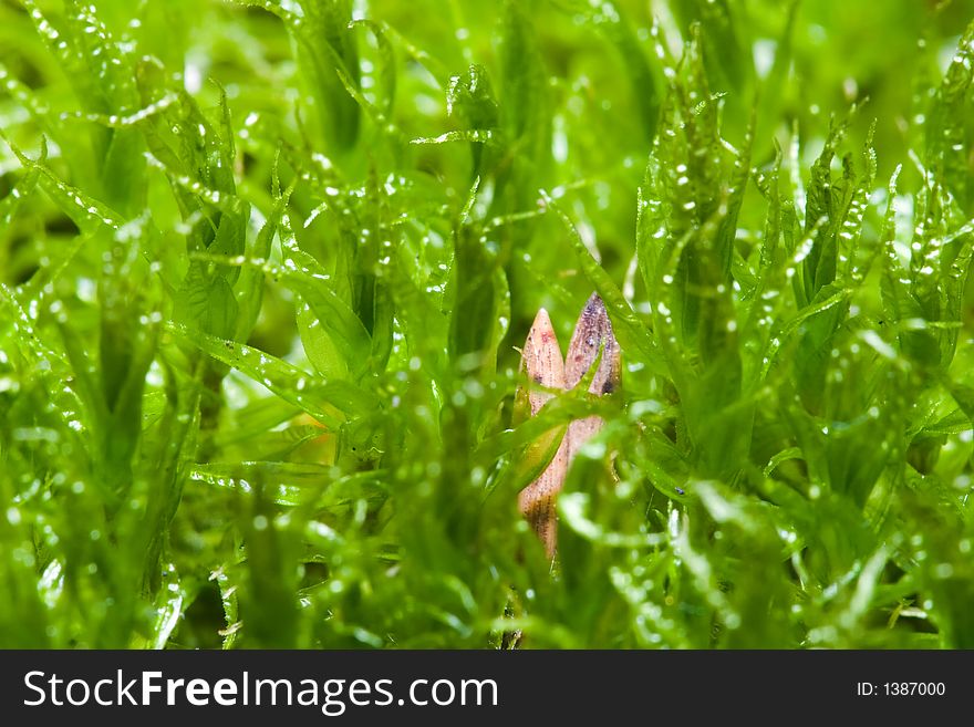 Extra closeup og green moss