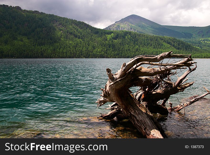 Turquoise lake, log and mountains. Altay. Russia.